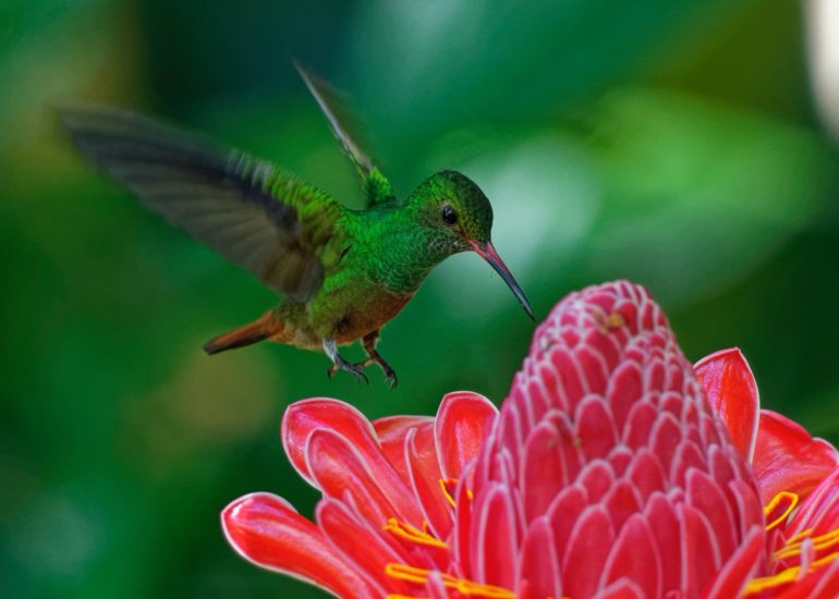 bird