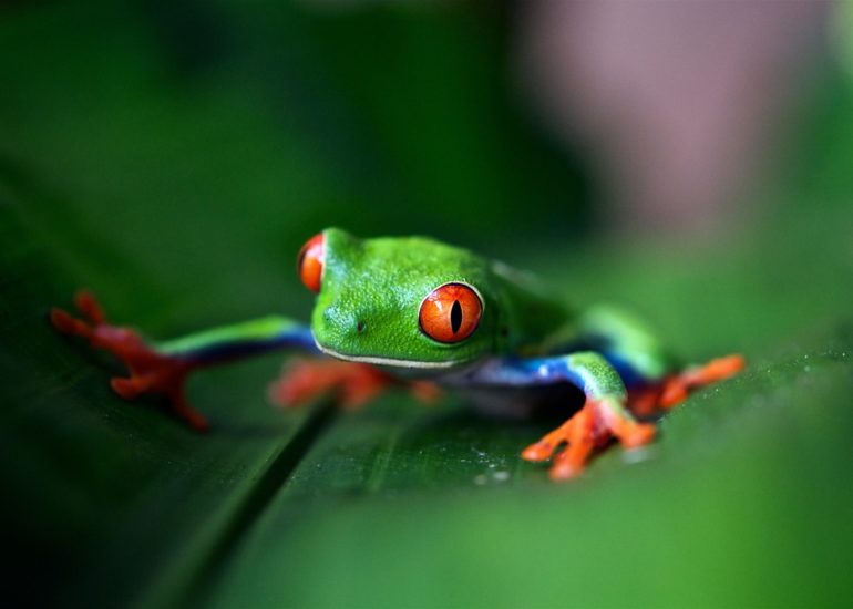 frog