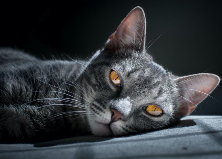 cat