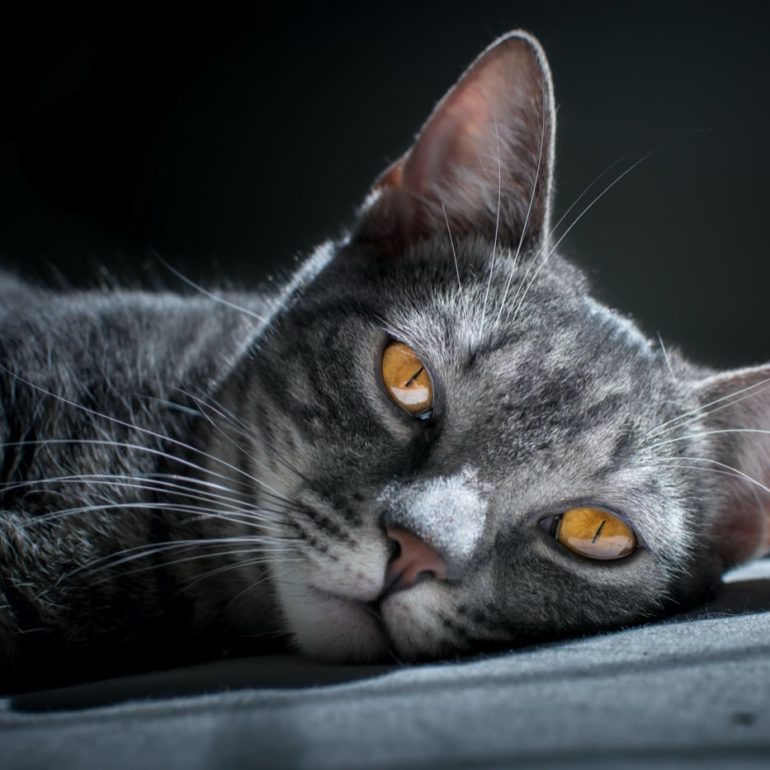 cat