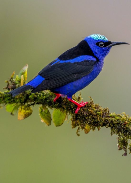 bird