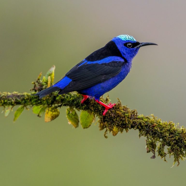 bird