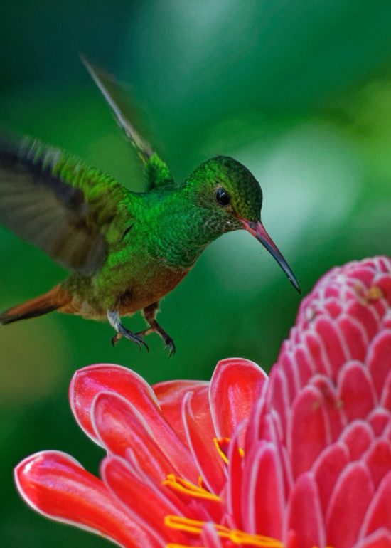 bird