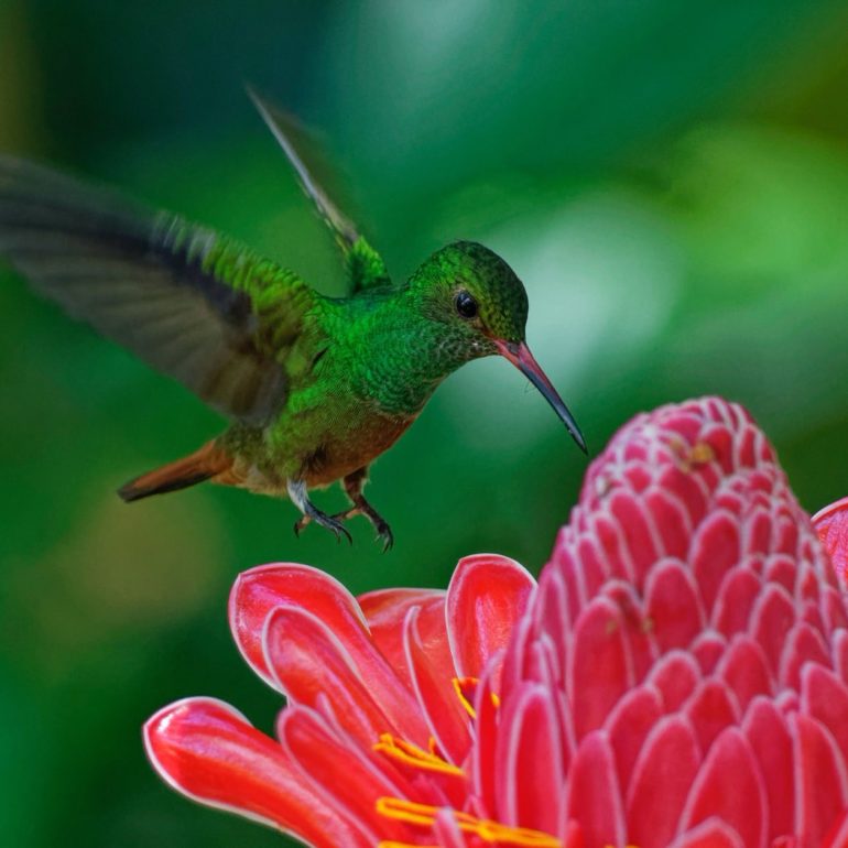 bird