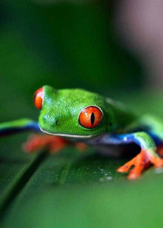 frog