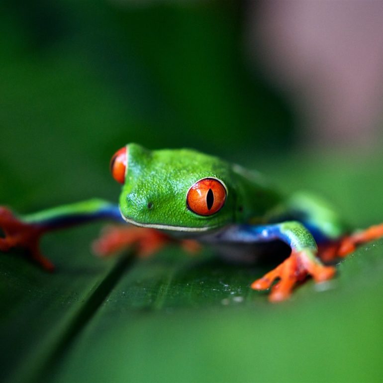 frog