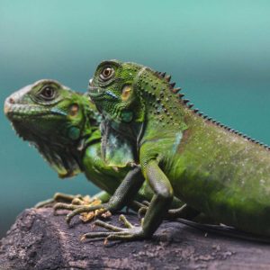 Pulvinar vitae augue